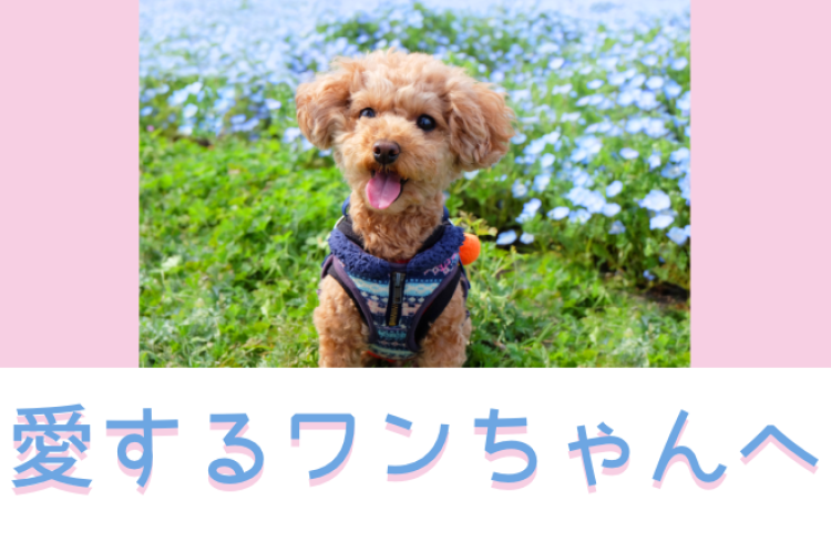 愛するワンちゃんへ